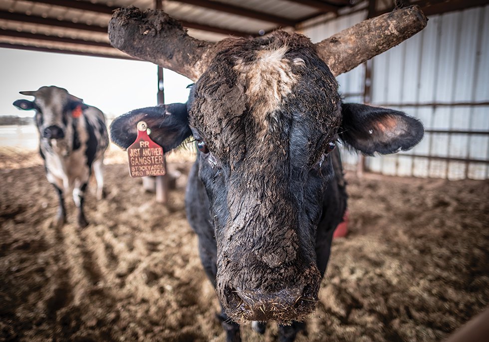 Inside the Rough and Tumble World of Raising Bucking Bulls - Fort